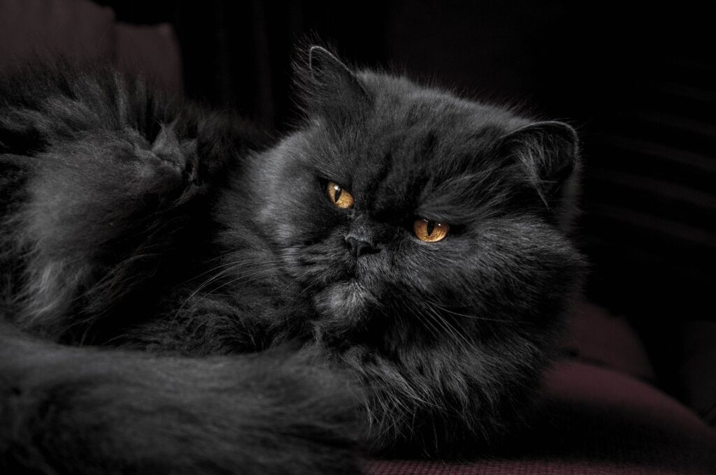 chat noir angora l'alimentation est le socle de la santé