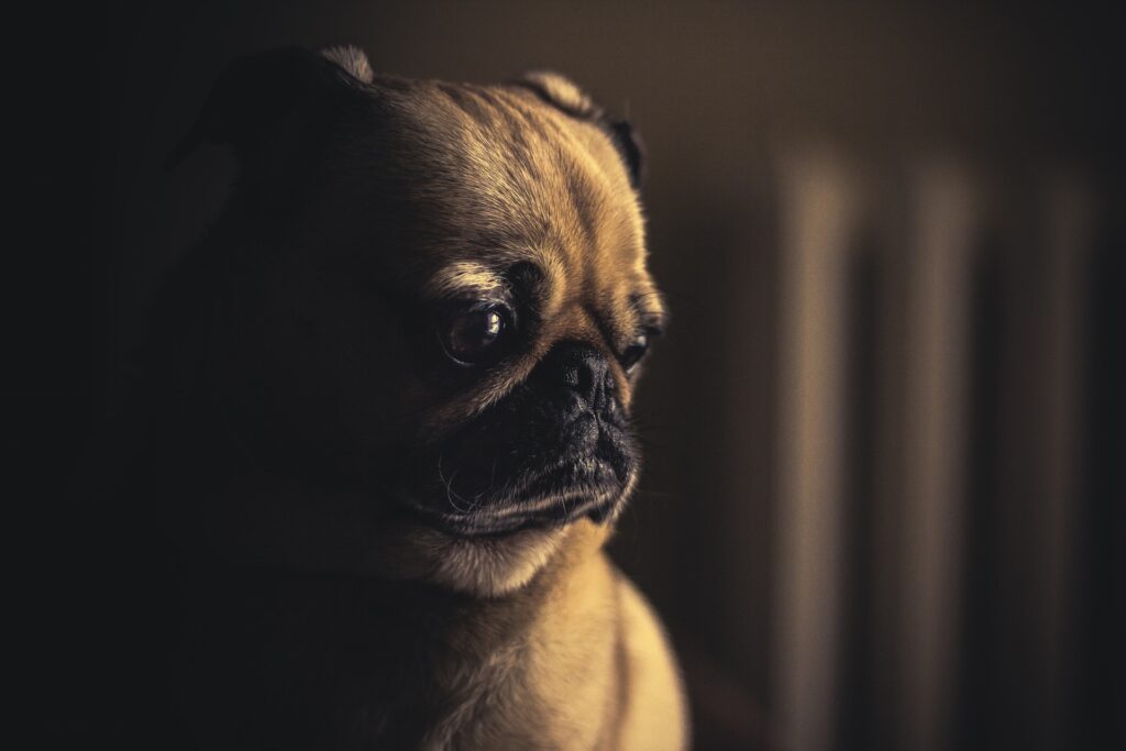 portrait de Carlin - guérir son chien ou son chat avec une alimentation saine et adaptée à chaque situation - conseil en nutrition animale