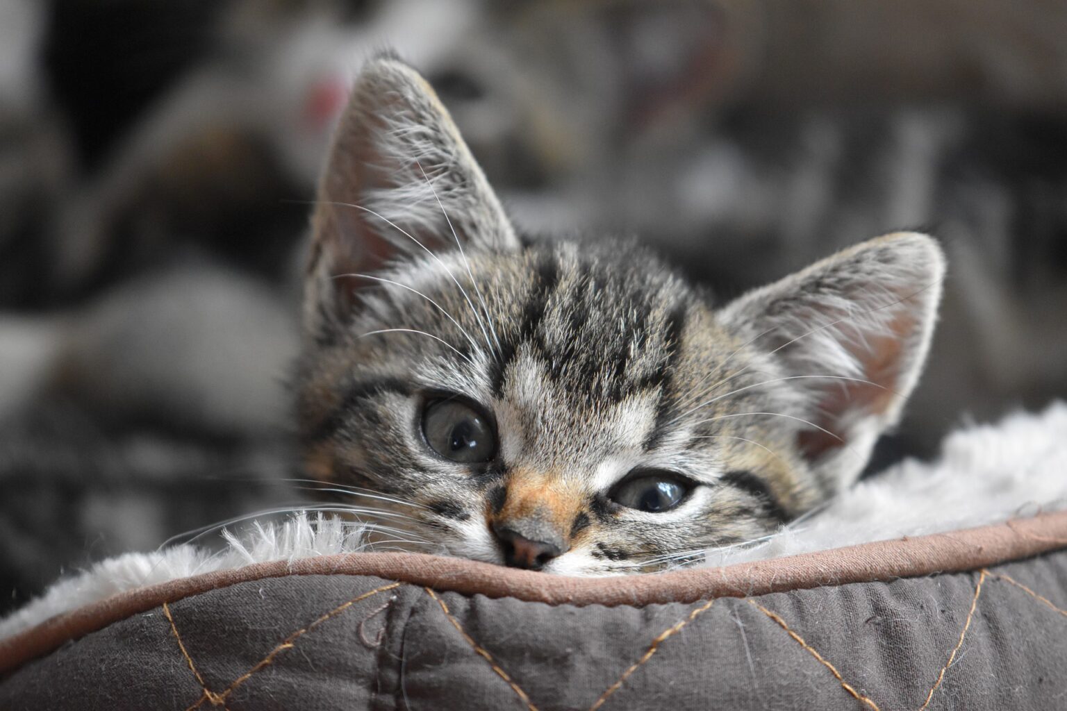 visage de chaton - l’alimentation est le socle de sa santé, cabinet Letellier nutritionniste spécialiste de l’alimentation du chien et du chat