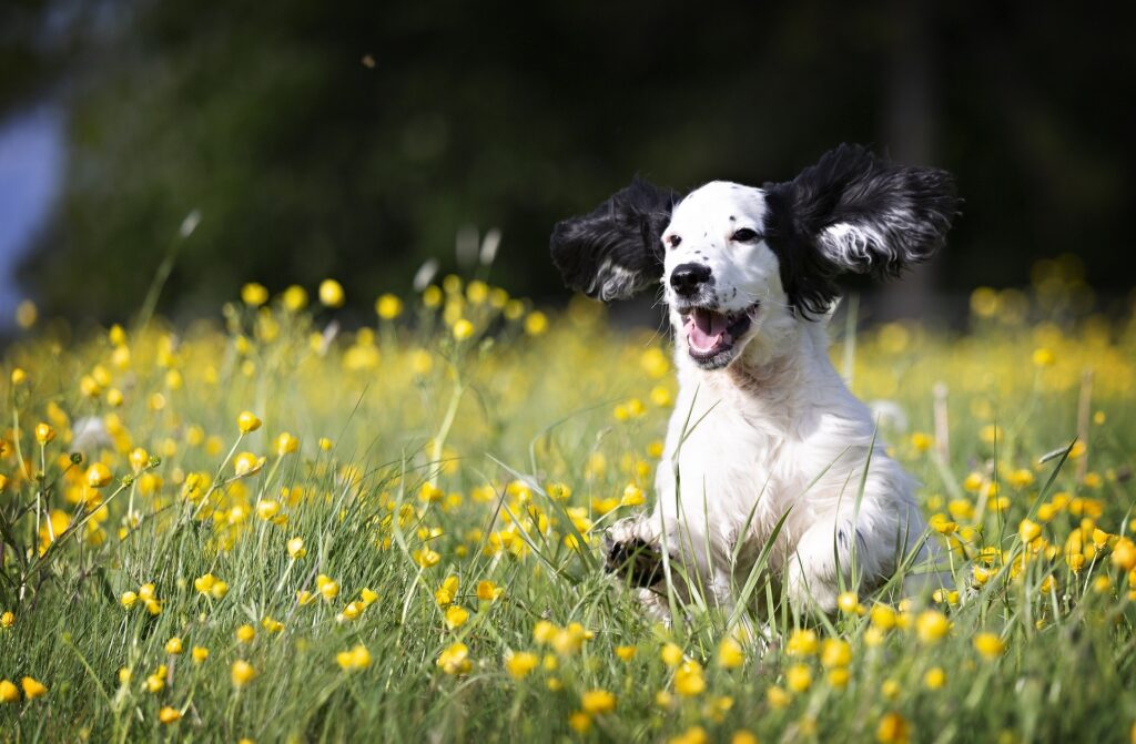 Un jeune chien court dans la prairie - Cabinet Letellier nutritionniste spécialiste du chien et du chat