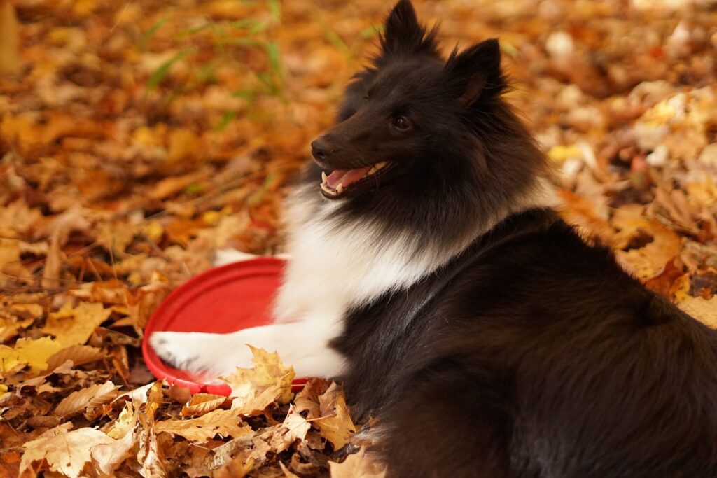 chien noir et blanc conseil nutrition santé régime alimentaire