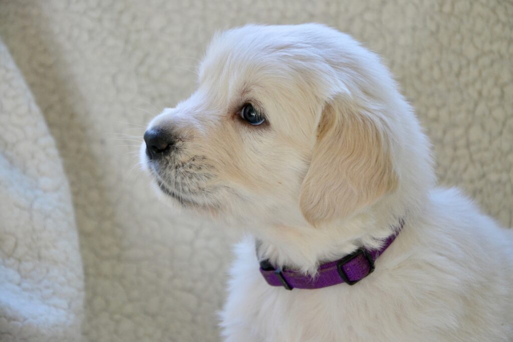 chiot blanc - cabinet Letellier nutritionniste spécialiste du chien et du chat, consultation par Skype ou Meet