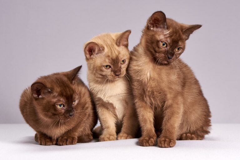trois jeunes chats roux - le Kéfir favorise la guérison des problèmes de peau, d’allergies et de fertilité