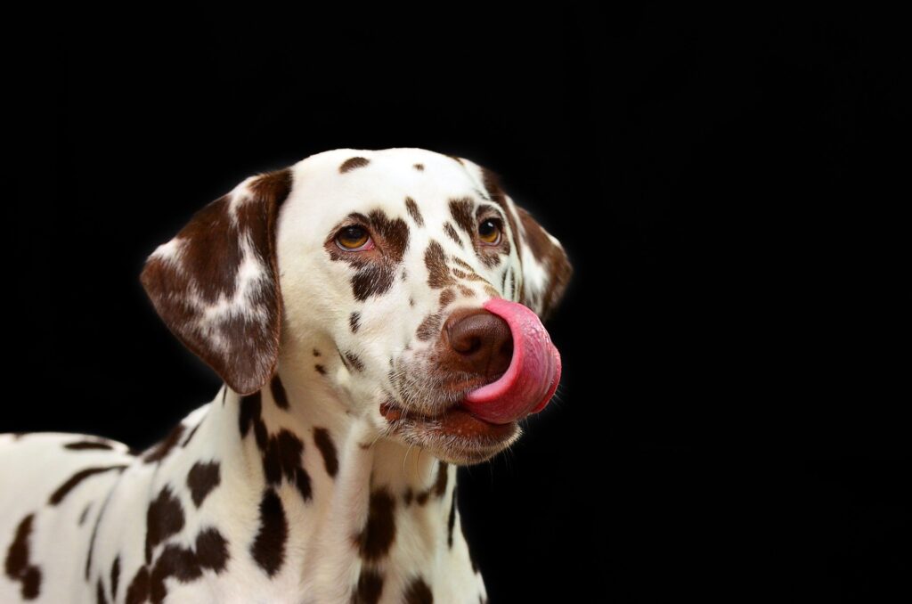 un chien se lèche les babines - l'alimentation du chien et du chat est le principal facteur de bonne santé et de bien-être - Cabinet Letellier conseil en nutrition animale
