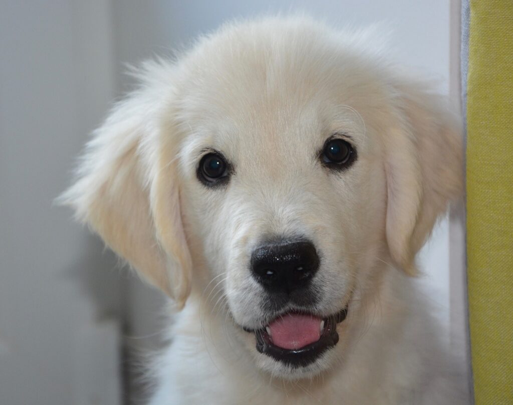 Jeune Golden Retriever - Conseil en nutrition animale