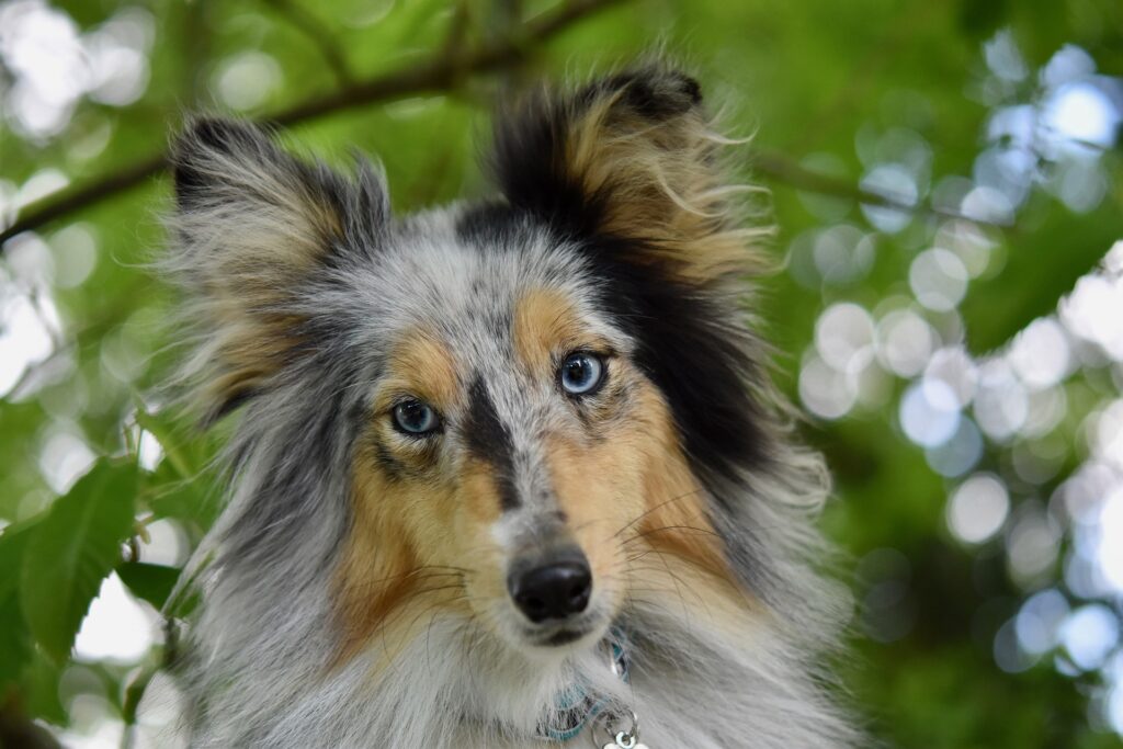 portrait de chien - protéger et soigner son chien ou son chat par une alimentation adéquate, conseil en nutrition animale