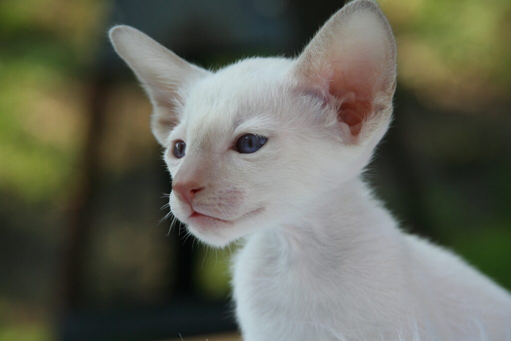 jeune chat siamois blanc - la guérison du chat et du chien passe d'abord par une alimentation adaptée et un protocole alimentaire précis