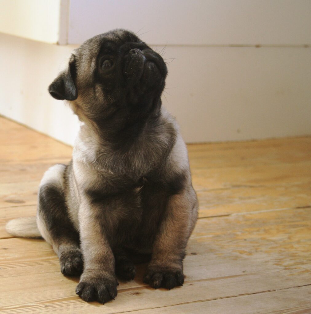 un chiot Carlin - l'alimentation est le socle de la santé - Marie-Josèphe Letellier nutritionniste spécialiste de l’alimentation du chien et du chat