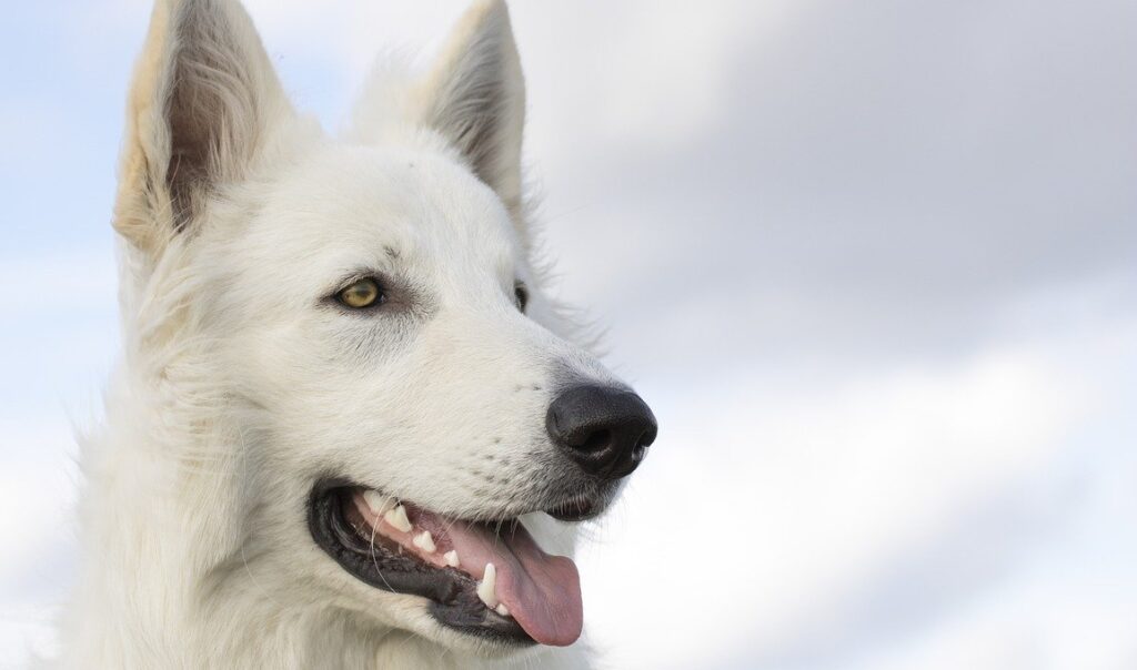 berger blanc suisse - les besoins du chien en protéines sont augmentés notamment en cas d’agression infectieuse, il lui faut toujours une alimentation adaptée