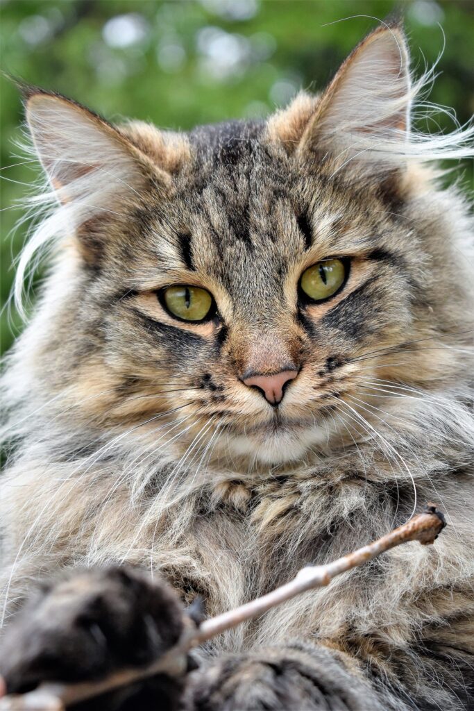 portrait de MainCoon - la santé du chat est liée à son alimentation - conseil en nutrition animale