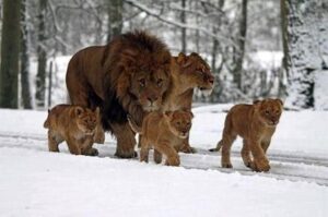 famille de lions dans la neige - Cabinet Letellier spécialiste en nutrition animale