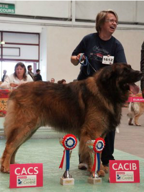 Champion International conseil nutrition canine bonne santé