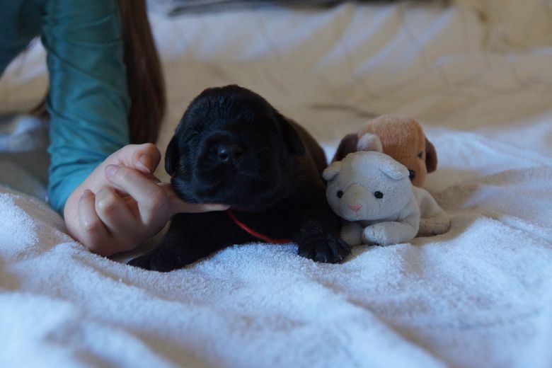 chiot noir sur un lit - préparation du lait maternisé pour le chiot ou le chaton