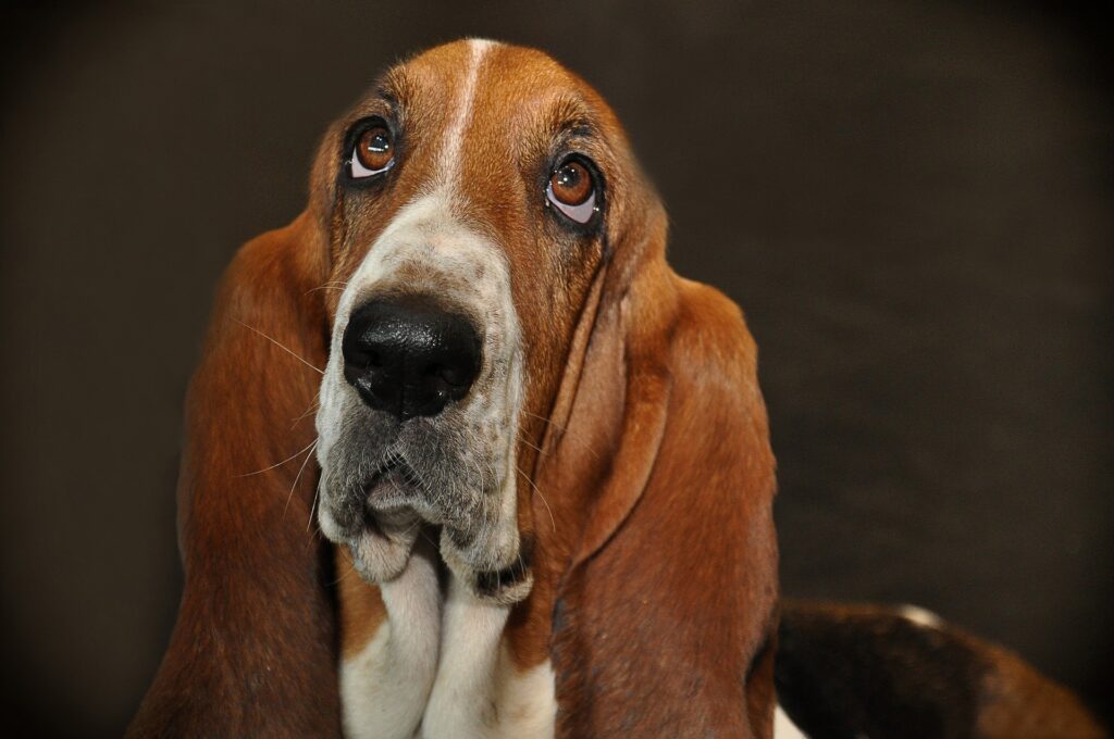 basset hound - l'alimentation animale et la santé - conseil nutrition canine