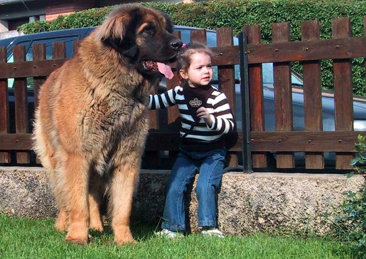 une fillette assise tenant un très gros chien en laisse - Cabinet Letellier nutritionniste spécialiste du chien et du chat