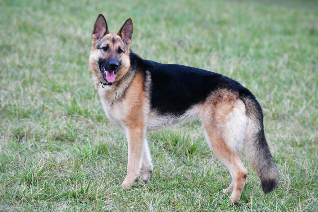 un berger allemand - contactez le cabinet Letellier, nutritionniste spécialiste de l'alimentation du chien et du chat