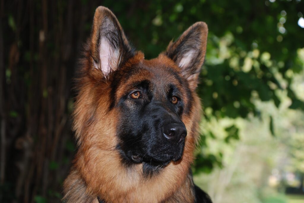 berger allemand - santé et vitalité, spécialiste du protocole nutritionnel - conseil nutrition canine