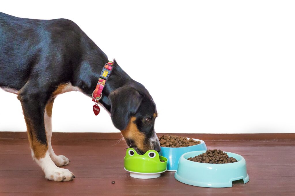 un chien mangeant des croquettes - l’alimentation industrielle pour le chien et le chat contient trop de sucres, simples et complexes : gluten, glucides