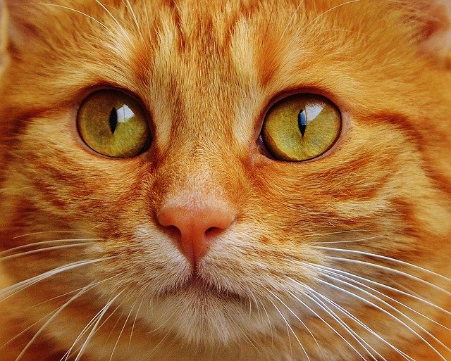 portrait d'un joli chat roux - comment nourrir nos chiens et chats pour qu'ils soient toujours en bonne santé