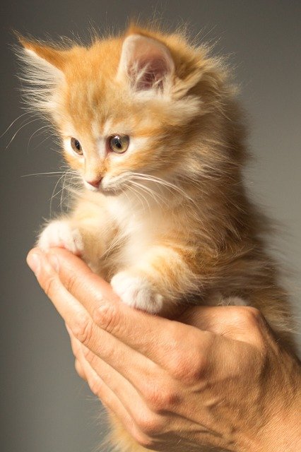 un chaton roux tient dans la main - la santé de nos animaux de compagnie, chiens et chats, commence par une alimentation saine et équilibrée