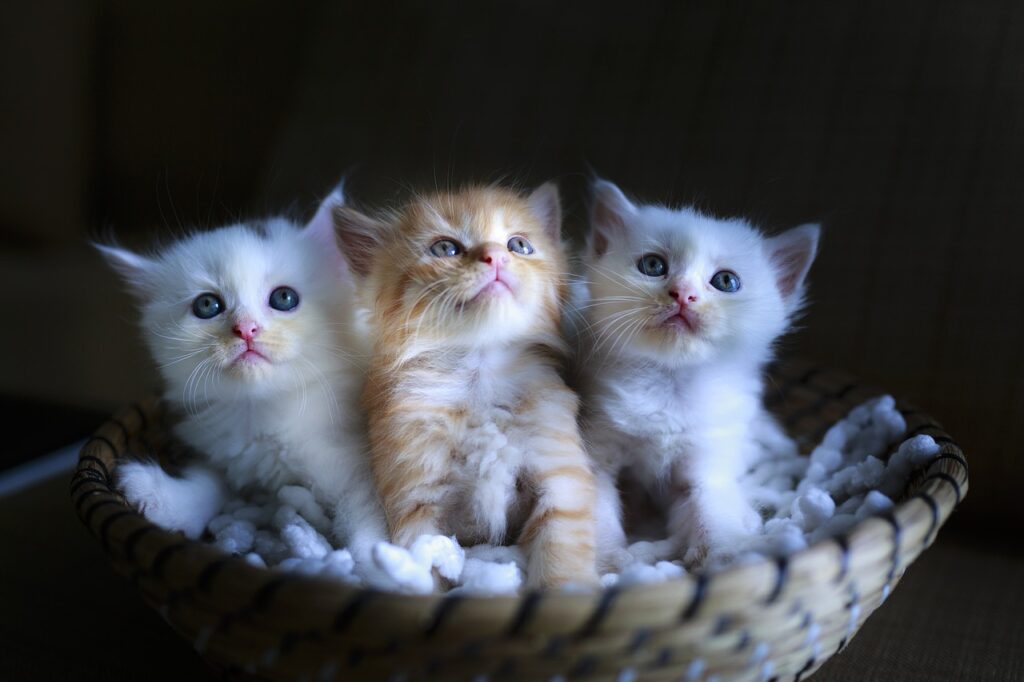 trois chatons dans un panier - nutrition et bonne santé - conseil nutrition canine