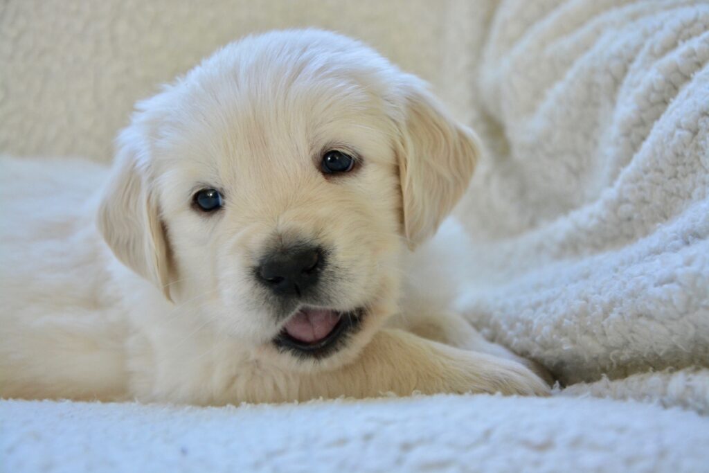 jeune golden retriever alimentation santé animale conseil