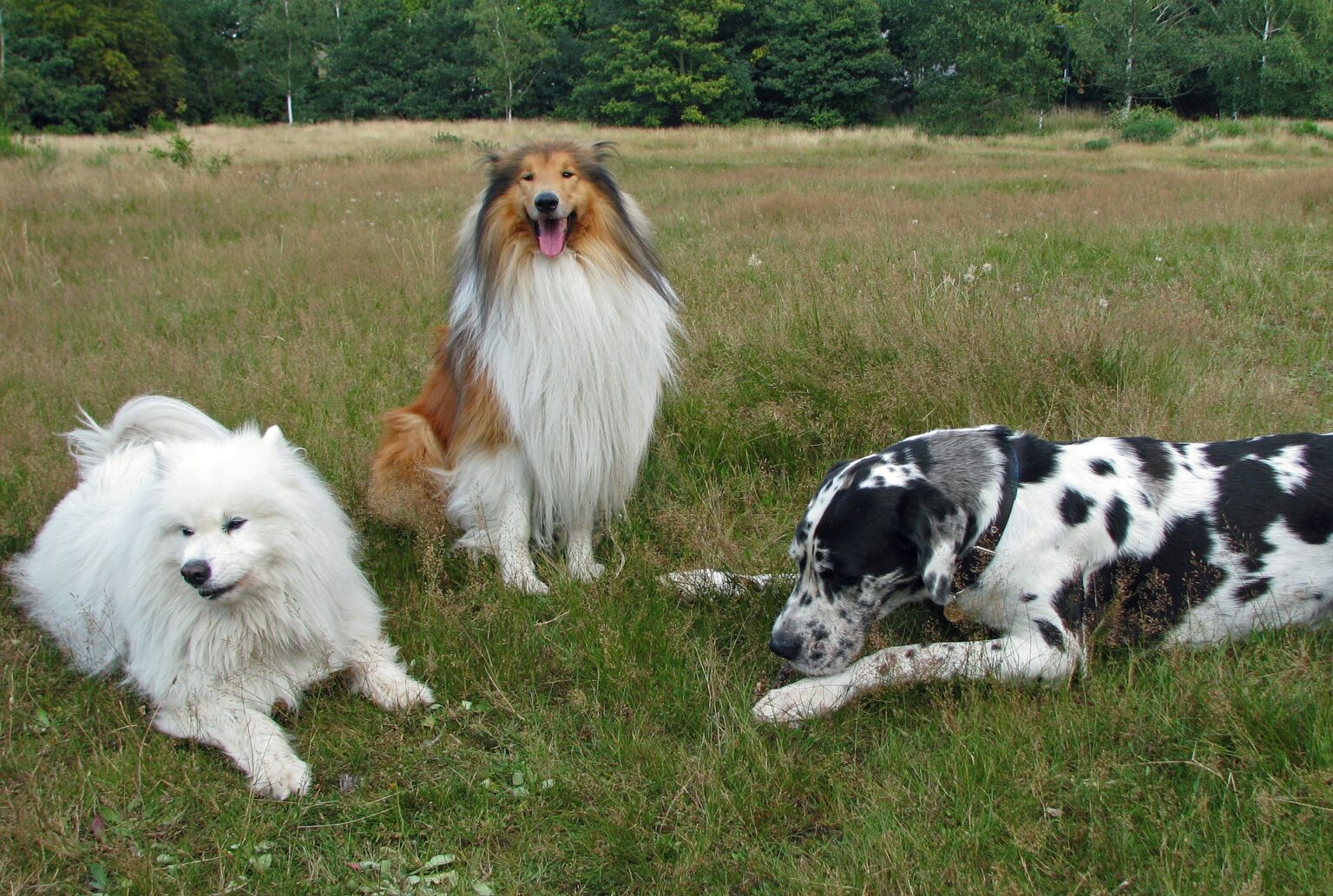 trois chiens dans l'herbe - le cabinet Letellier vous conseille pour une alimentation saine et un régime alimentaire équilibré garantissant la bonne santé de votre chien ou chat