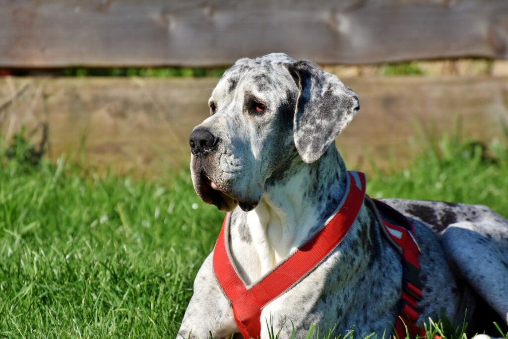 Dog dans l'herbe - conseil en alimentation pour le bien-être de votre animal de compagnie