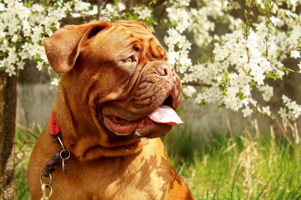 portrait de dog - comment préparer une compote assimilable pour le chien et le chat