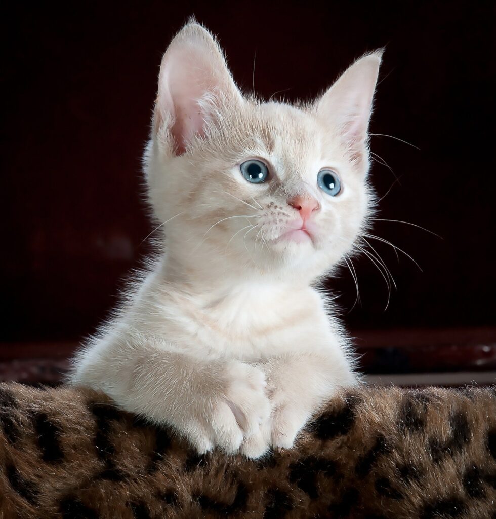 un joli chaton blanc aux yeux bleus - conseil et expertise en alimentation et régimes alimentaires pour la santé et le bien-être de nos animaux de compagnie