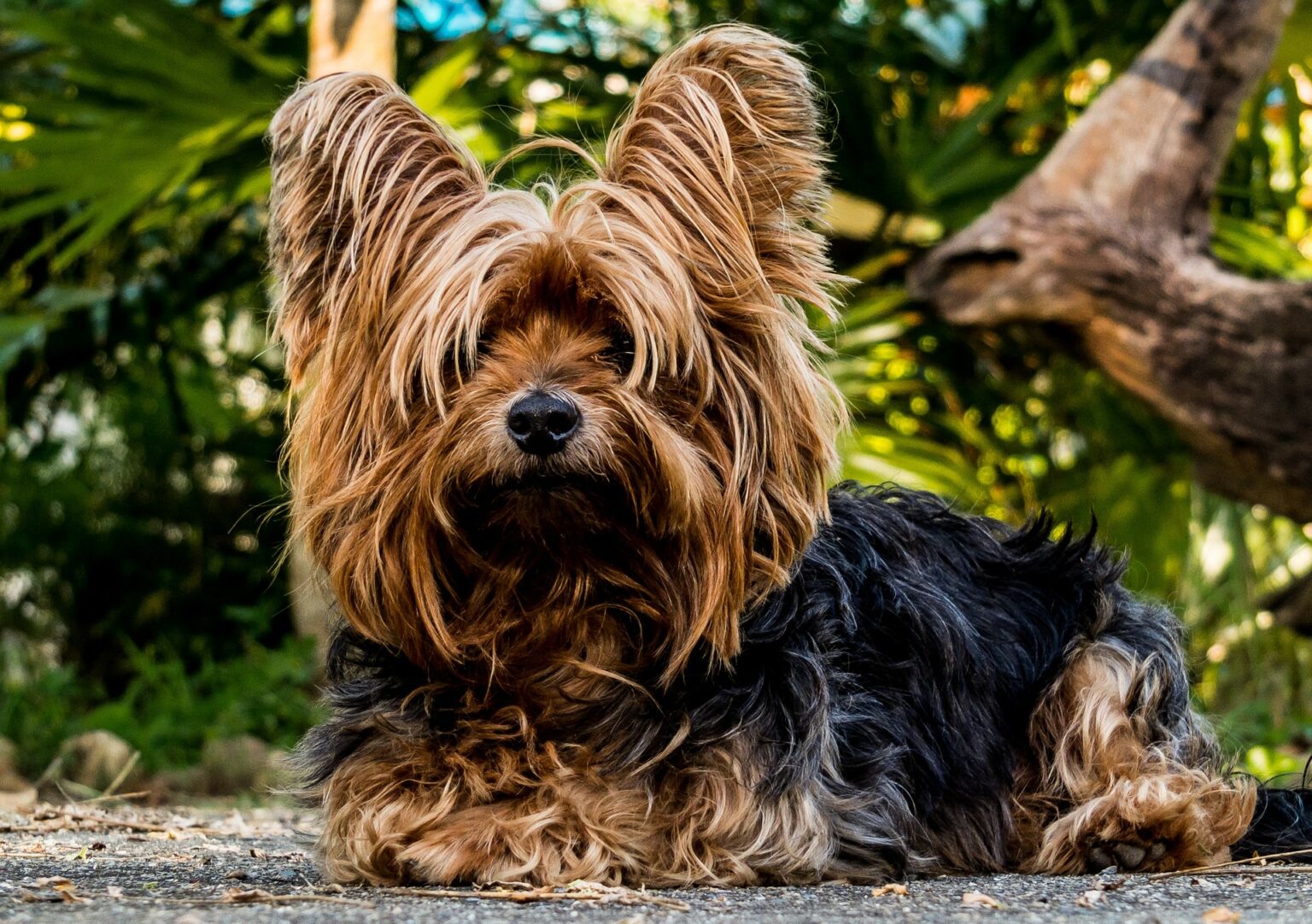 un York - la santé et le bien-être de nos chiens et chats dépendent d'abord de leur alimentation