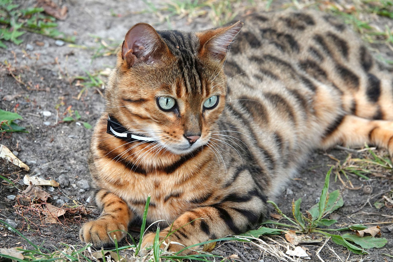 chat du Bengal - alimentation animale nutrition santé - conseil et expertise, cabinet Letellier