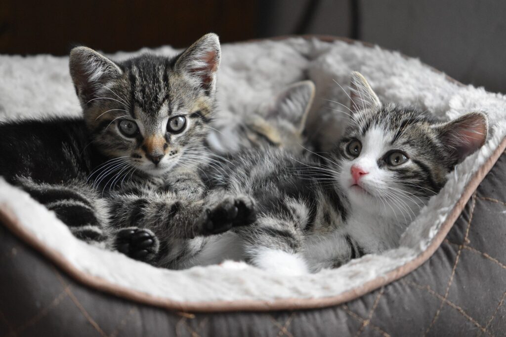 deux chatons dans un panier - alimentation et santé sont intimement liées, il en va du bien-être de nos animaux de compagnie