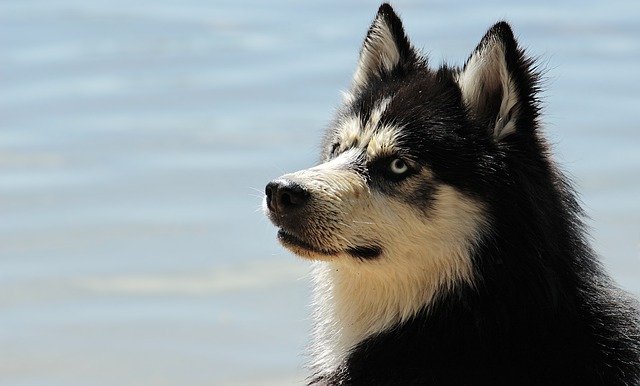 portrait de chien Husky - plan alimentaire équilibré, personnalisé et adapté à votre chien ou à votre chat