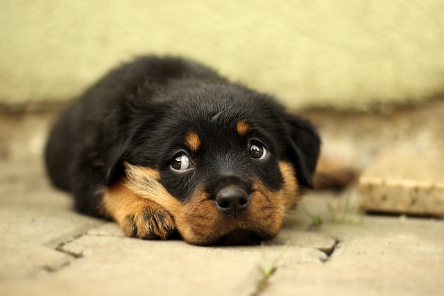 bébé rottweiler - une carence alimentaire peut être la source de problèmes de santé