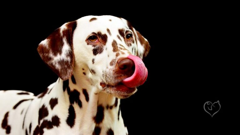 Dog se léchant les babines - Cabinet Letellier nutritionniste du chien et du chat